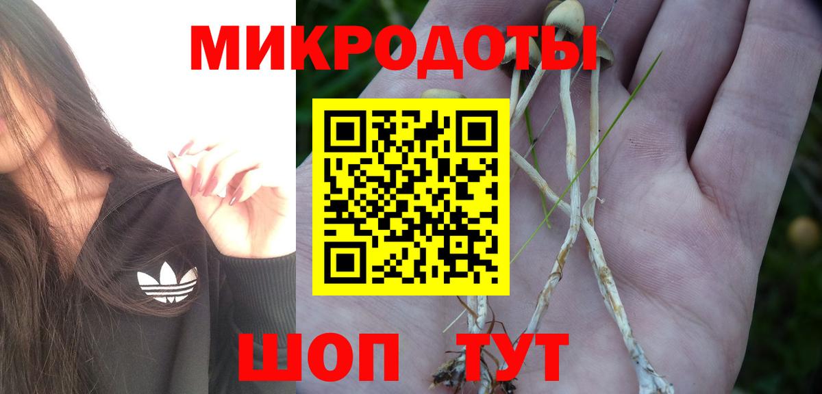 Псилоцибиновые грибы Cubensis Тимашёвск
